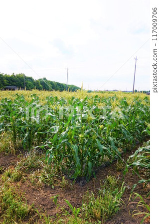 玉米田深谷 117009706
