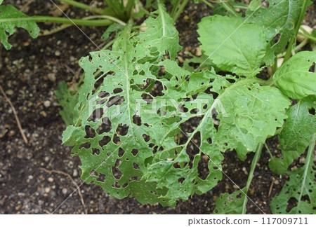 Worm-eaten turnip leaves 117009711