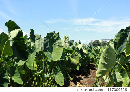 芋頭田在藍天的映襯下延伸 117009728