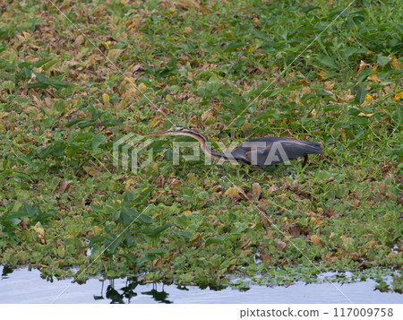 Bluefin eagle on Ishigaki Island 117009758