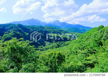 六月八岳高原大橋的景色 - 信州的自然 117009780