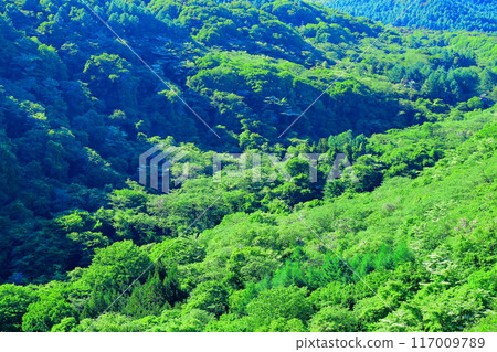六月八岳高原大橋的景色 - 信州的自然 117009789