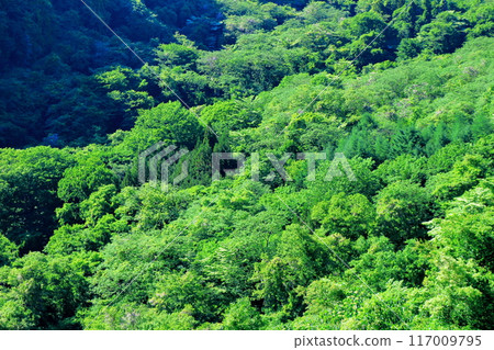 六月八岳高原大橋的景色 - 信州的自然 117009795