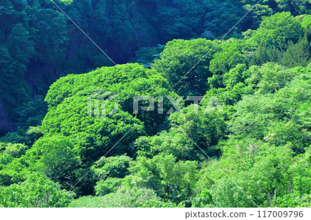 六月八岳高原大橋的景色 - 信州的自然 117009796