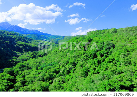 六月八岳高原大橋的景色 - 信州的自然 117009809