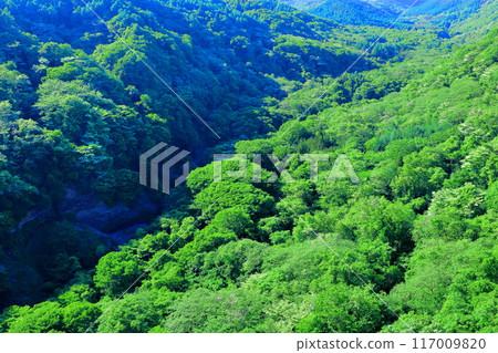 六月八岳高原大橋的景色 - 信州的自然 117009820