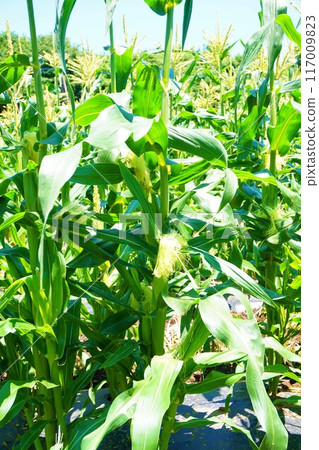 Corn field Fukaya female flower female spikelet Corn field Fukaya female flower female spikelet 117009823