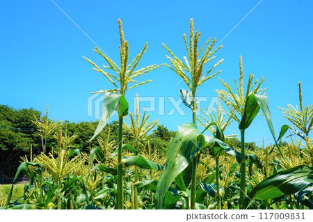 玉米田，深谷，雄花，雄小穗 117009831