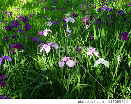 Photo of irises and Japanese irises at Kiyome-no-ike Pond, next to the approach to Izumo Taisha Shrine, Japan Photo of irises and Japanese irises at Kiyome-no-ike Pond, next to the approach to Izumo Taisha Shrine, Japan 117009834