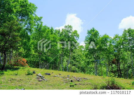 Climbing Mt. Nekodake in June Nature of Shinshu Mountains of Shinshu Climbing Mt. Nekodake in June Nature of Shinshu Mountains of Shinshu 117010117