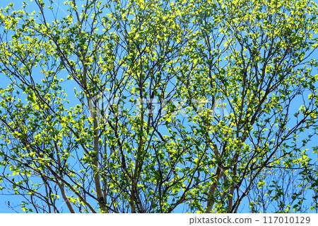 Climbing Mt. Nekodake in June　Nature of Shinshu　Mountains of Shinshu 117010129