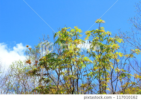 六月攀登貓山 信州山的自然風光 信州山 117010162