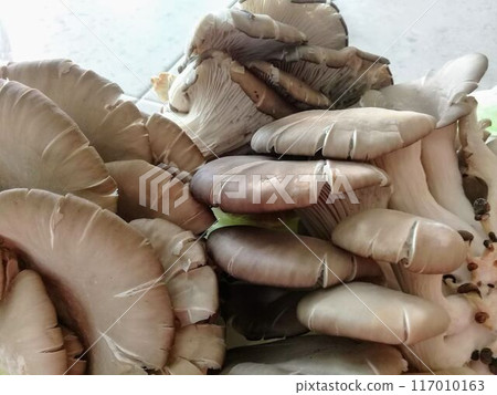 新鮮大蘑菇（墨西哥） 117010163