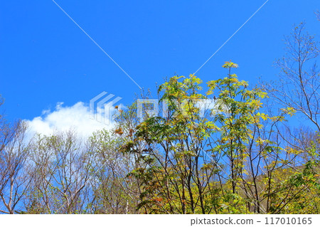 六月攀登貓山 信州山的自然風光 信州山 117010165