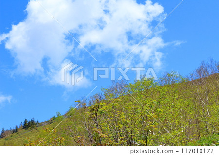 六月攀登貓山 信州山的自然風光 信州山 六月攀登貓山 信州山的自然風光 信州山 117010172
