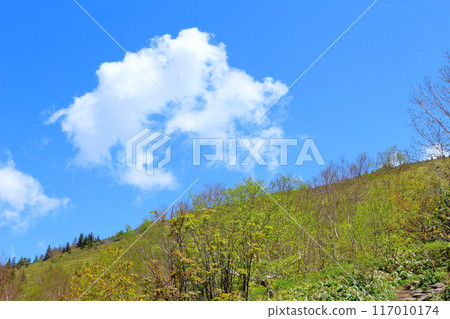 六月攀登貓山 信州山的自然風光 信州山 六月攀登貓山 信州山的自然風光 信州山 117010174
