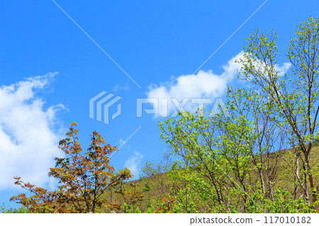 Climbing Mt. Nekodake in June Nature of Shinshu Mountains of Shinshu Climbing Mt. Nekodake in June Nature of Shinshu Mountains of Shinshu 117010182