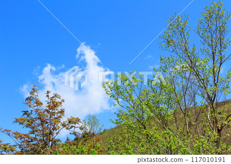 Climbing Mt. Nekodake in June Nature of Shinshu Mountains of Shinshu Climbing Mt. Nekodake in June Nature of Shinshu Mountains of Shinshu 117010191