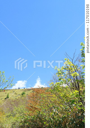 Climbing Mt. Nekodake in June　Nature of Shinshu　Mountains of Shinshu 117010198