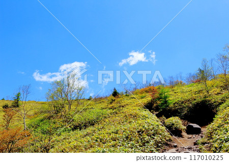 Climbing Mt. Nekodake in June Nature of Shinshu Mountains of Shinshu Climbing Mt. Nekodake in June Nature of Shinshu Mountains of Shinshu 117010225