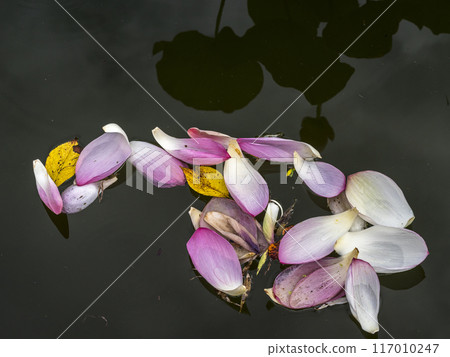 落下的蓮花花瓣 落下的蓮花花瓣 117010247