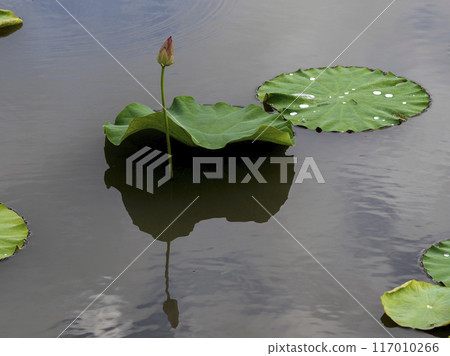 Lotus leaves and buds Lotus leaves and buds 117010266