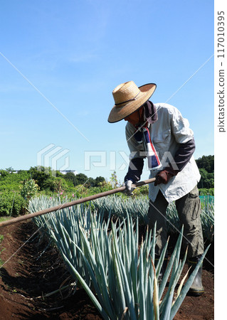 Senior man working in the field Senior man working in the field 117010395