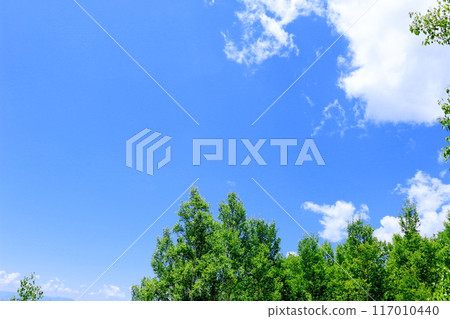 Climbing Mt. Nekodake in June Nature of Shinshu Mountains of Shinshu Climbing Mt. Nekodake in June Nature of Shinshu Mountains of Shinshu 117010440