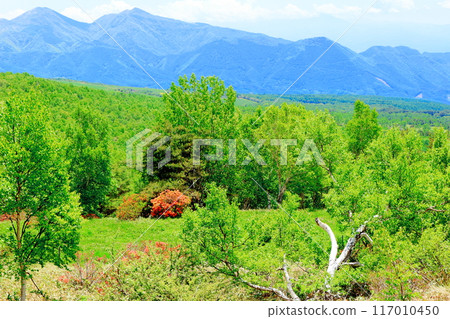 Climbing Mt. Nekodake in June　Nature of Shinshu　Mountains of Shinshu 117010450