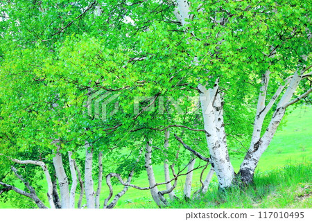 Climbing Mt. Nekodake in June Nature of Shinshu Mountains of Shinshu Climbing Mt. Nekodake in June Nature of Shinshu Mountains of Shinshu 117010495