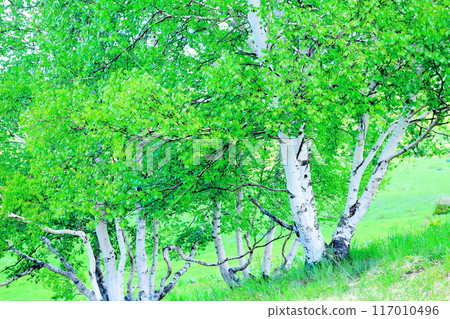 Climbing Mt. Nekodake in June Nature of Shinshu Mountains of Shinshu Climbing Mt. Nekodake in June Nature of Shinshu Mountains of Shinshu 117010496