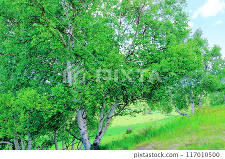 Climbing Mt. Nekodake in June　Nature of Shinshu　Mountains of Shinshu 117010500