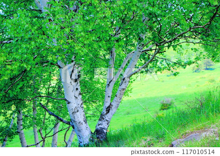 Climbing Mt. Nekodake in June Nature of Shinshu Mountains of Shinshu Climbing Mt. Nekodake in June Nature of Shinshu Mountains of Shinshu 117010514