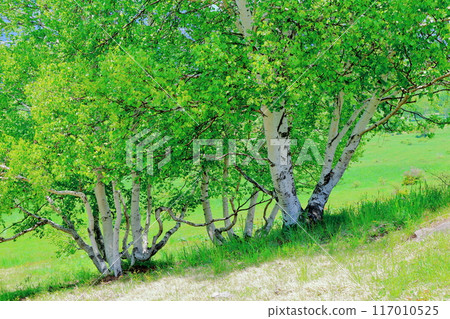 Climbing Mt. Nekodake in June Nature of Shinshu Mountains of Shinshu Climbing Mt. Nekodake in June Nature of Shinshu Mountains of Shinshu 117010525