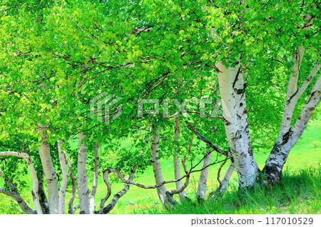 Climbing Mt. Nekodake in June Nature of Shinshu Mountains of Shinshu Climbing Mt. Nekodake in June Nature of Shinshu Mountains of Shinshu 117010529