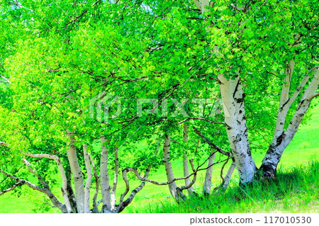 Climbing Mt. Nekodake in June Nature of Shinshu Mountains of Shinshu Climbing Mt. Nekodake in June Nature of Shinshu Mountains of Shinshu 117010530