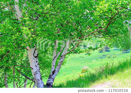 Climbing Mt. Nekodake in June Nature of Shinshu Mountains of Shinshu Climbing Mt. Nekodake in June Nature of Shinshu Mountains of Shinshu 117010538