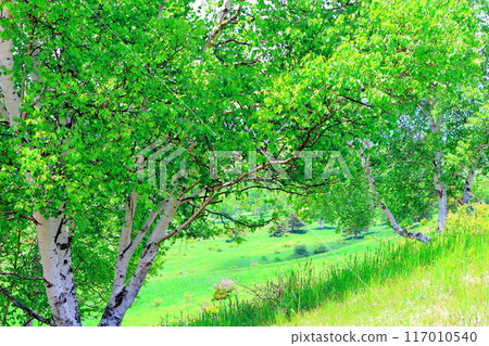 Climbing Mt. Nekodake in June Nature of Shinshu Mountains of Shinshu Climbing Mt. Nekodake in June Nature of Shinshu Mountains of Shinshu 117010540