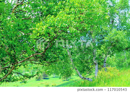 Climbing Mt. Nekodake in June Nature of Shinshu Mountains of Shinshu Climbing Mt. Nekodake in June Nature of Shinshu Mountains of Shinshu 117010543