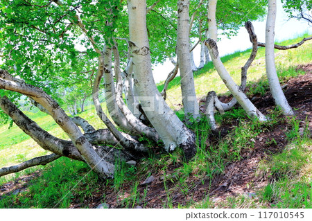 Climbing Mt. Nekodake in June Nature of Shinshu Mountains of Shinshu Climbing Mt. Nekodake in June Nature of Shinshu Mountains of Shinshu 117010545