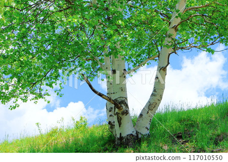 Climbing Mt. Nekodake in June　Nature of Shinshu　Mountains of Shinshu 117010550