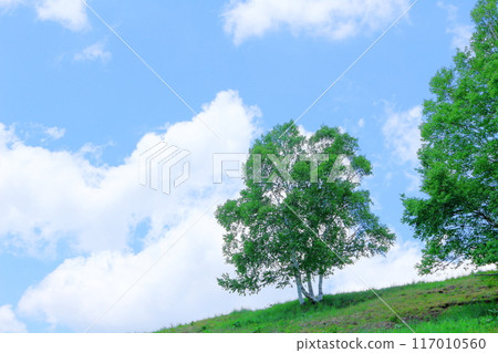 Climbing Mt. Nekodake in June Nature of Shinshu Mountains of Shinshu Climbing Mt. Nekodake in June Nature of Shinshu Mountains of Shinshu 117010560