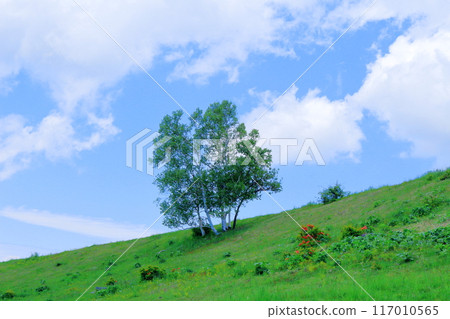 Climbing Mt. Nekodake in June　Nature of Shinshu　Mountains of Shinshu 117010565