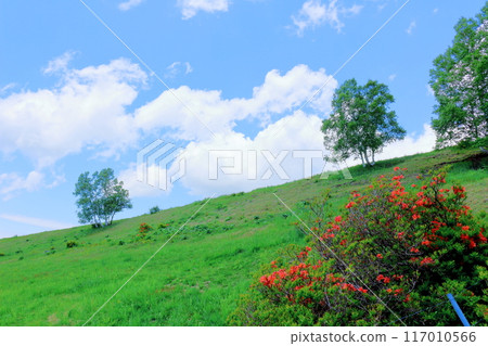 Climbing Mt. Nekodake in June Nature of Shinshu Mountains of Shinshu Climbing Mt. Nekodake in June Nature of Shinshu Mountains of Shinshu 117010566