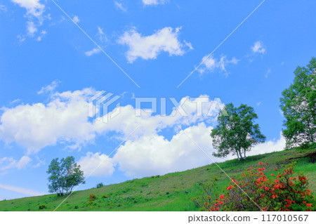 Climbing Mt. Nekodake in June Nature of Shinshu Mountains of Shinshu Climbing Mt. Nekodake in June Nature of Shinshu Mountains of Shinshu 117010567