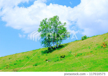 Climbing Mt. Nekodake in June Nature of Shinshu Mountains of Shinshu Climbing Mt. Nekodake in June Nature of Shinshu Mountains of Shinshu 117010573