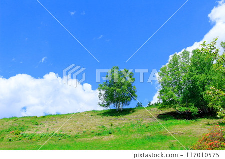 Climbing Mt. Nekodake in June Nature of Shinshu Mountains of Shinshu Climbing Mt. Nekodake in June Nature of Shinshu Mountains of Shinshu 117010575
