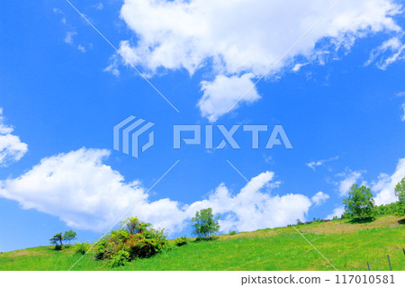 Climbing Mt. Nekodake in June　Nature of Shinshu　Mountains of Shinshu 117010581