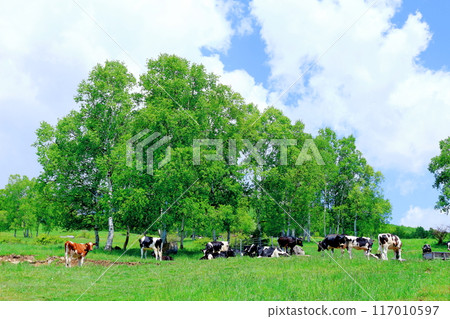 Climbing Mt. Nekodake in June Nature of Shinshu Mountains of Shinshu Climbing Mt. Nekodake in June Nature of Shinshu Mountains of Shinshu 117010597