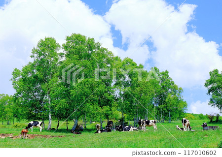Climbing Mt. Nekodake in June Nature of Shinshu Mountains of Shinshu Climbing Mt. Nekodake in June Nature of Shinshu Mountains of Shinshu 117010602